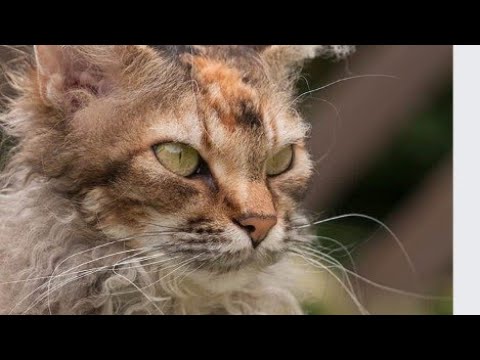 Video: Lūk, ko jums vajadzētu zināt par kaķu pica
