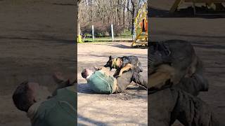 🎯💥Cool blow!  German Shepherd Buran.  Dog training GUARD.  Odessa.  Ukraine 2024.