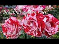 Beautiful modern roses part 2 hystad rose garden 2022