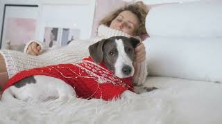 Ultimate Guide to Traveling with Your Dog to Europe and the USA by Hounds Travel.