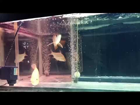 arwana golden red dan oscar - youtube