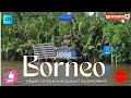 Discover Borneo | The Heart of Earth’s Oldest Rainforest