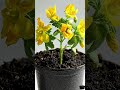 Watch a Tomato Grow From Seed to Fruit