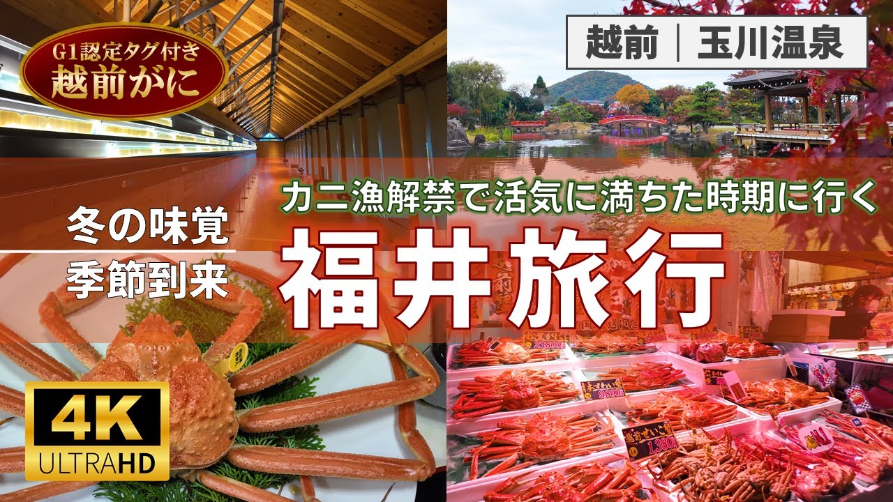 【福井旅行】冬の味覚”越前がに”を食べる旅｜カニ漁解禁で活気に湧く越前若狭を観光【4K】