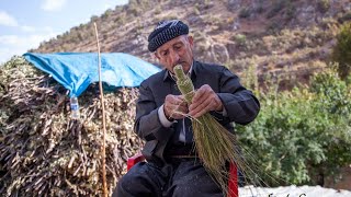 Kinoşik, milkis, gezik, süpürge yapilişi broom making #broomsticks Resimi