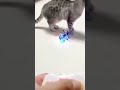 Pakistan ki sajis#Dron attack#Cat#funny#comedy