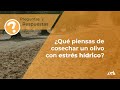 ¿Qué Piensas de Cosechar un Olivo con Estrés Hídrico?