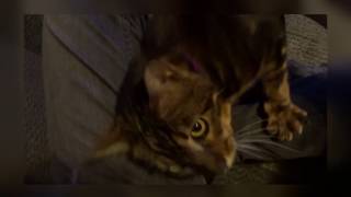 Introducing Picasso, the marbled Bengal by johansonCats 1,037 views 7 years ago 56 seconds