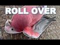 Training Tutorial | How to Roll Over!