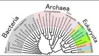 taxonomy pt 1