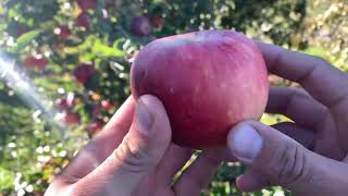 Jonalicious Apple Tasting