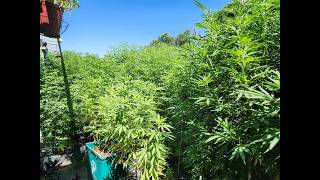 Massive 8' Ganja Garden, In Frikn Beast Mode. Baddest Ass Garden In Town