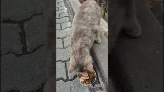 Ne Olur Yaşasak? लल Şfet