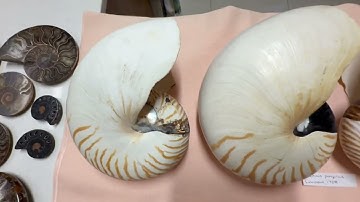 My seashell collection museum Video 26: Cephalopods living and fossils
