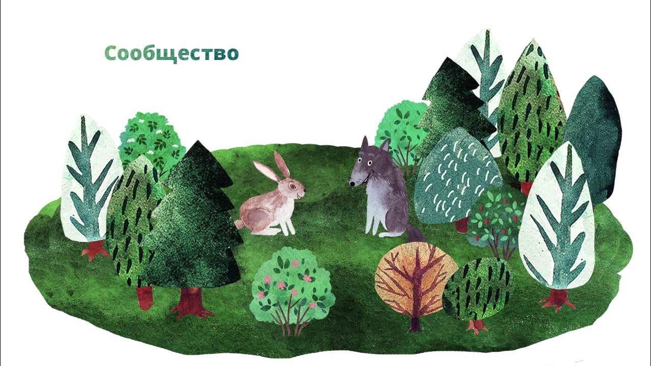 Проекты лес в детском саду