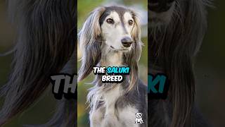 3 Fun Facts About The Saluki Dog #shorts #dogfacts #saluki #salukidog #canineroyalty