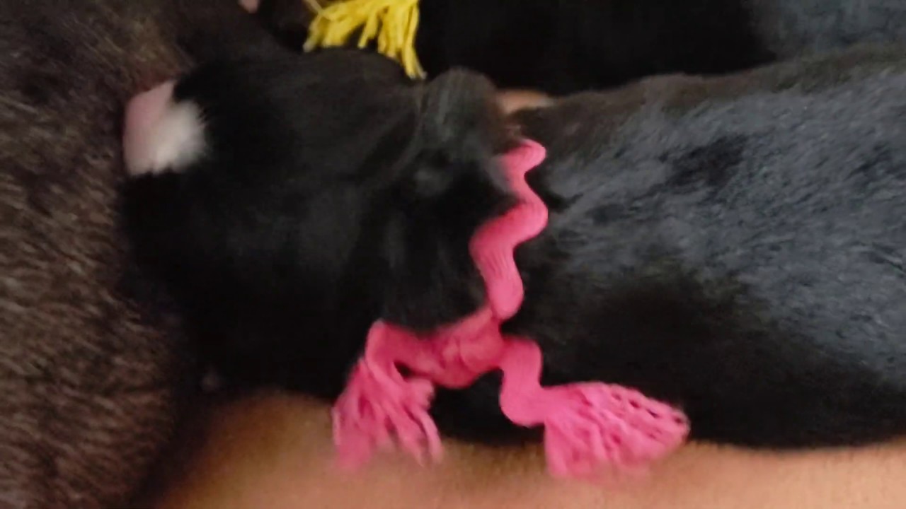 veterinary surgery Newborn Puppy Instincts Are Remarkable Luna’s Cute Puppies