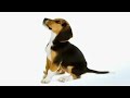 Dog Facts 101 - Beagle
