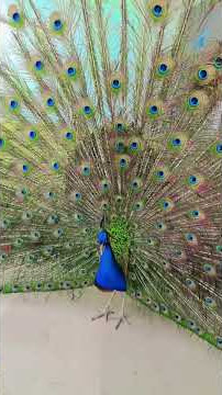 #beautiful #birds #video