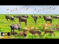 4K African Wildlife: Toubkal National Park - Amazing African Wildlife Footage with Real Sounds