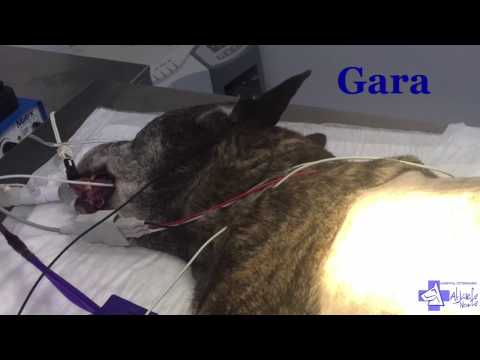 Video: Acumulación De Líquido En El Saco Que Rodea El Corazón En Los Perros