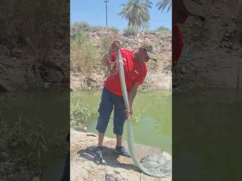 تعلوم شمرت السليه