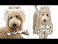 Standard Poodle Gets a BAD Haircut! *Send Halp*
