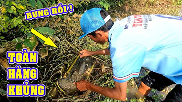 Bắt Cá Miền Tây, Thăm Lợp Cá Lóc Mùa Nước Nổi Dính Toàn Cá Lóc To Quá Đã P.2/NGÃ NĂM TV