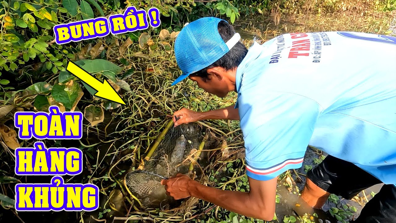 Bắt Cá Miền Tây, Thăm Lợp Cá Lóc Mùa Nước Nổi Dính Toàn Cá Lóc To Quá ...