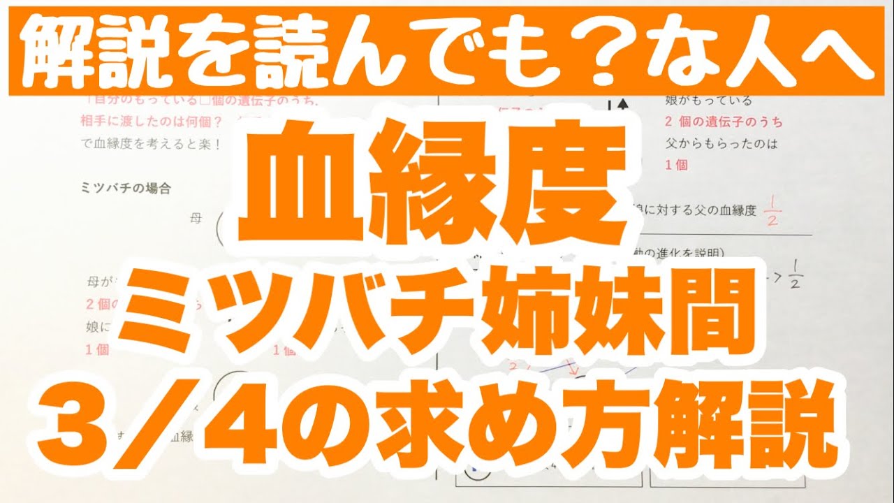 血縁度 ミツバチ | ミツバチ 父 染色体 – NVRCQ