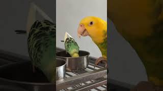 Every morning the parakeet flies straight to Roger