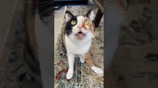 funny cats moments 😹