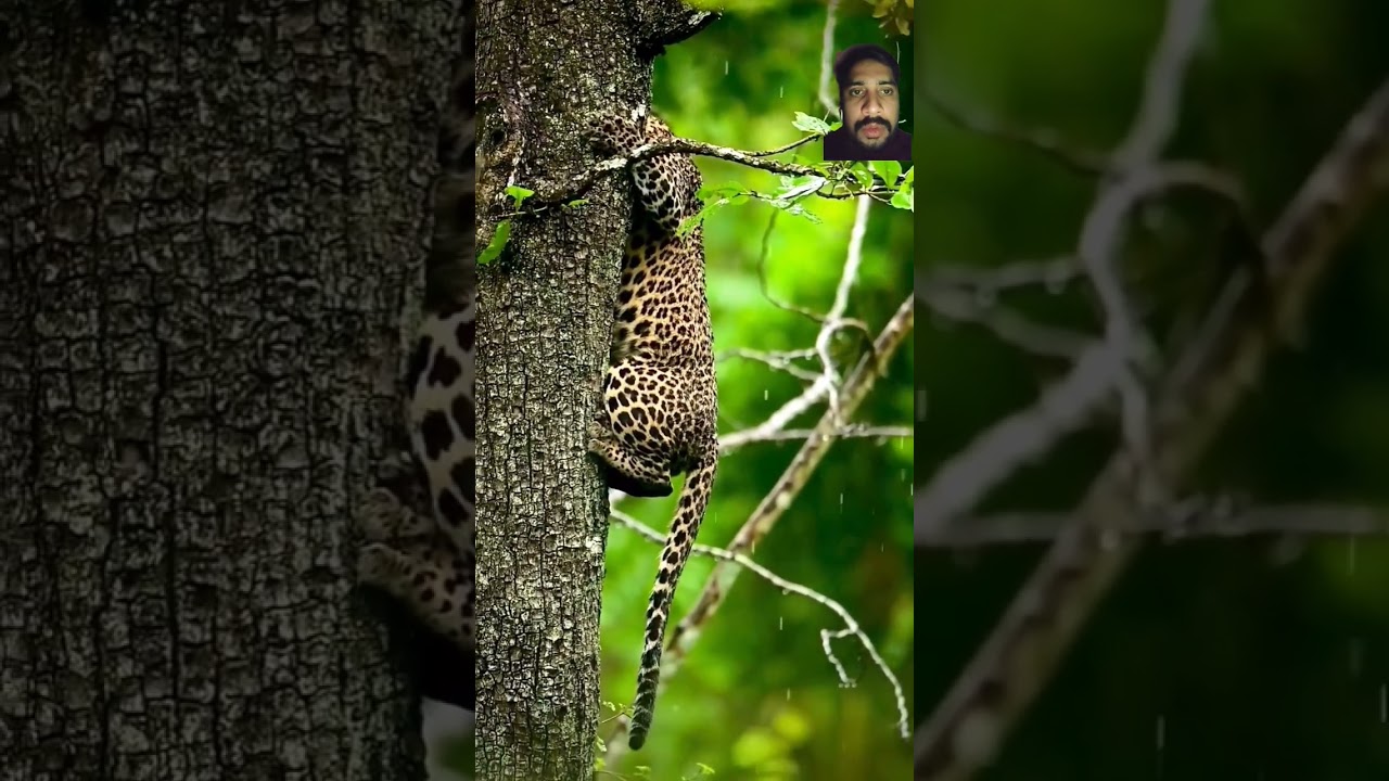 The agility of a Leopard never ceases to amaze me 
