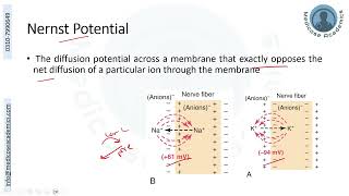 Membrane and Diffusion Potentials: Nernst and Goldman Equations