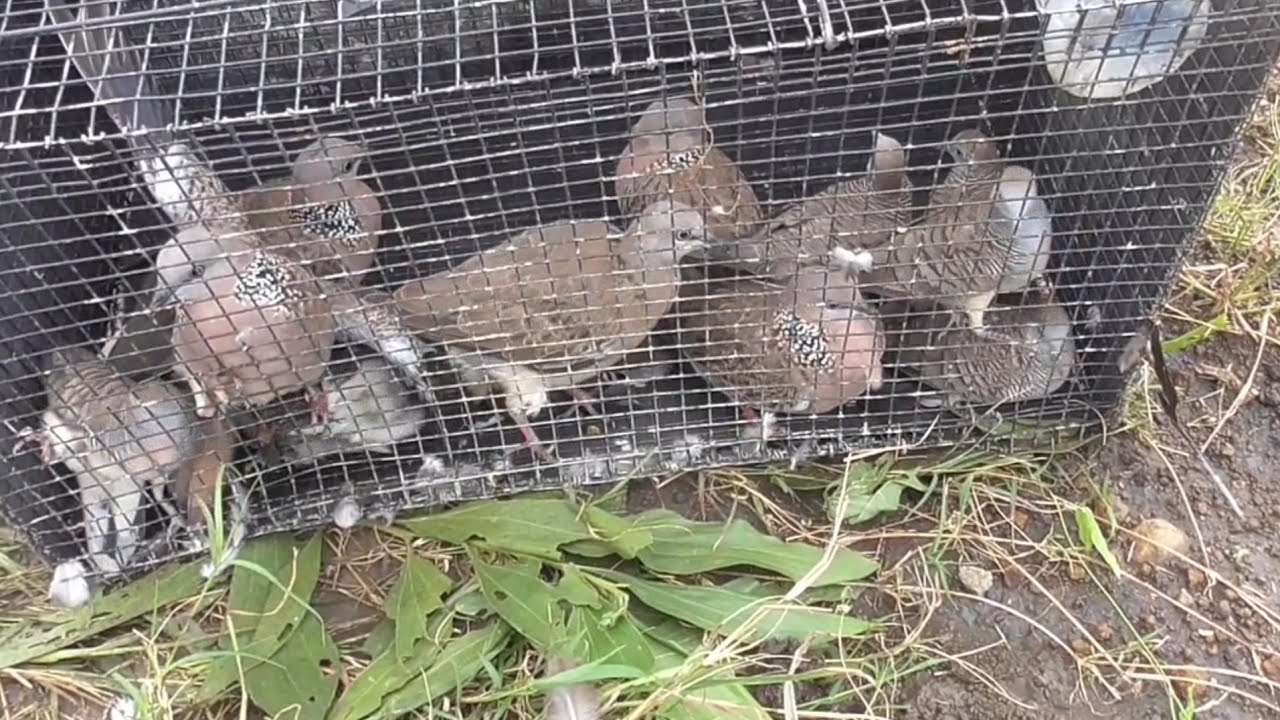 1 ngày bẫy cu gáy bằng lưới úp gặp phải 2 con bổi kèm bo nghe tê tái lổ tai