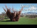 We put explosives under a dead tree, what will happen???