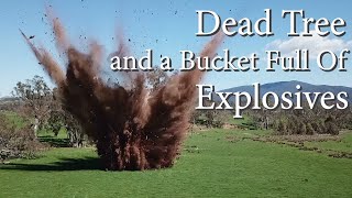 We put explosives under a dead tree, what will happen
