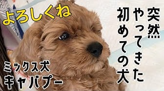 キャバプー Youtube