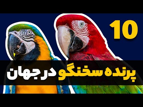 تصویری: محبوب ترین پرندگان تزئینی: ویژگی ها و حقایق جالب