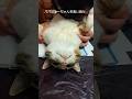 みーちゃんは動かない　#保護猫#子猫#猫のいる暮らし