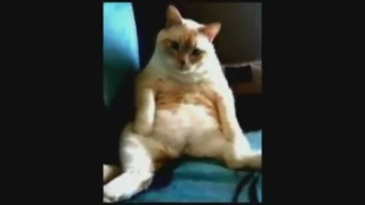 Пукают ли кошки