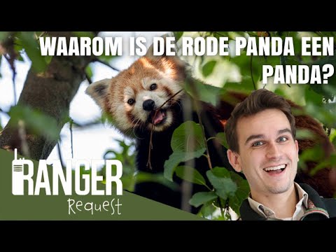 Video: Verschil Tussen Rode Panda En Reuzenpanda