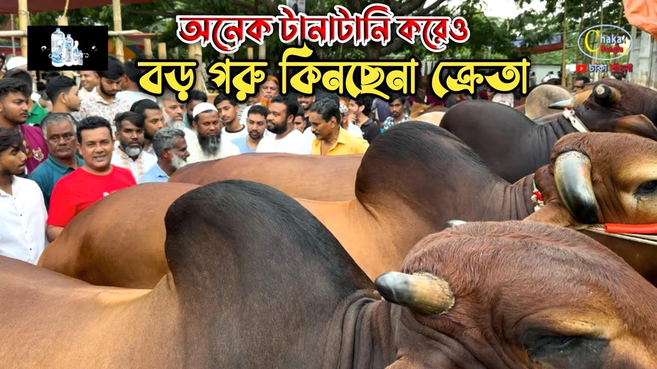 বেপারী ক্রেতা টানাটানি হলেও বড় গরু বিক্রি হচ্ছে না হযরতপুর হাটে! qurbani cow price 2025