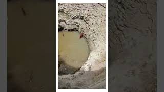 Dramatic Animal Rescue - Smart Dog Holds On To Rope To Get Out Of Well - Helped By Simba Gopal Team