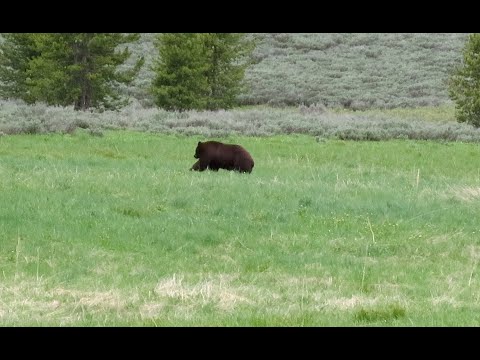 2 grizzly bears and one black bear on this backcountry hike - Yellowstone