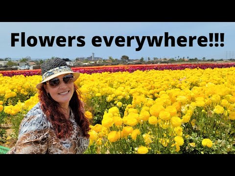 Video: Cele mai bune lucruri de făcut în Carlsbad, California