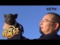 《致富经》扭亏为盈 带来千万财富的“小金猪” 20200123 | CCTV农业