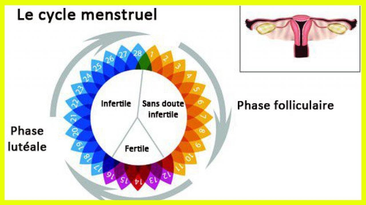 Овуляция менструационного цикла. Яичниковый менструальный цикл. Лютеин для менструальный цикл. Menstrual cycle. Фазы менструационного цикла лютеиновая фаза.