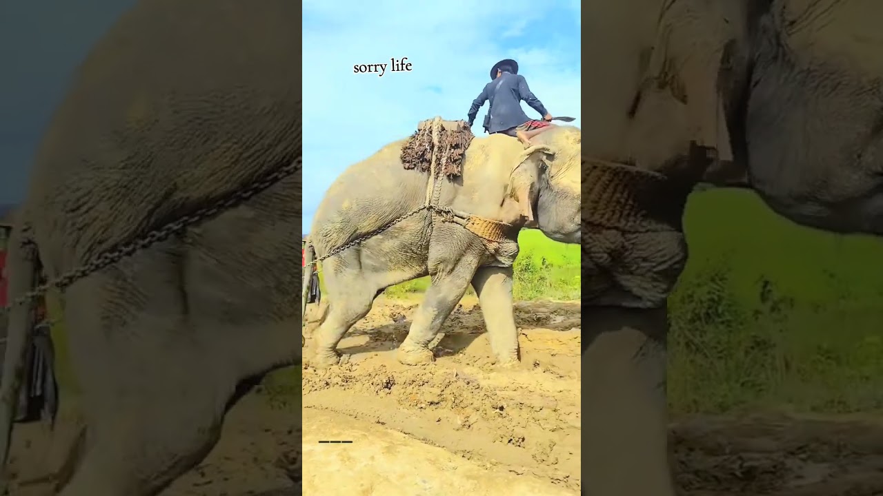 kai jama'a ikon Allah sai kallo