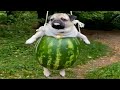Probably the funniest pet on youtube